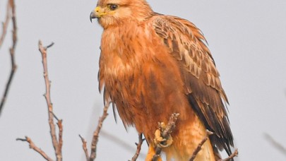 Bozkırın yırtıcı kuşu kızıl şahin İnegöl'de objektife takıldı