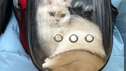Çantada kedi dikkati çekti