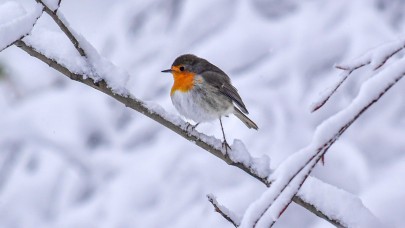 Karlı doğayı kuşlar renklendirdi