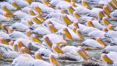 Boğazköy Barajı'nın renkli misafirleri