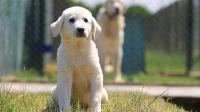 Yavrusu 17 bin 400 lira ve almak için 6 ay sıra bekleniyor