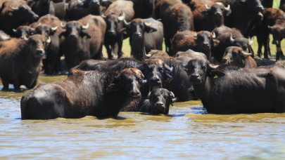 Afrika savanasını andıran görüntüler Bursa'dan