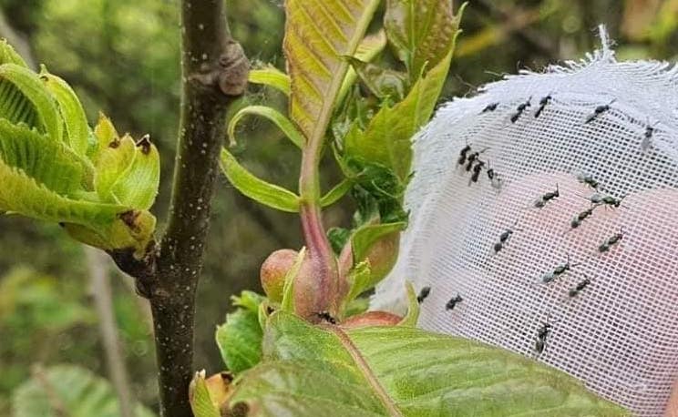 Bartın'da Kestaneye Zarar Veren Gal Arısıyla Mücadele Sürüyor