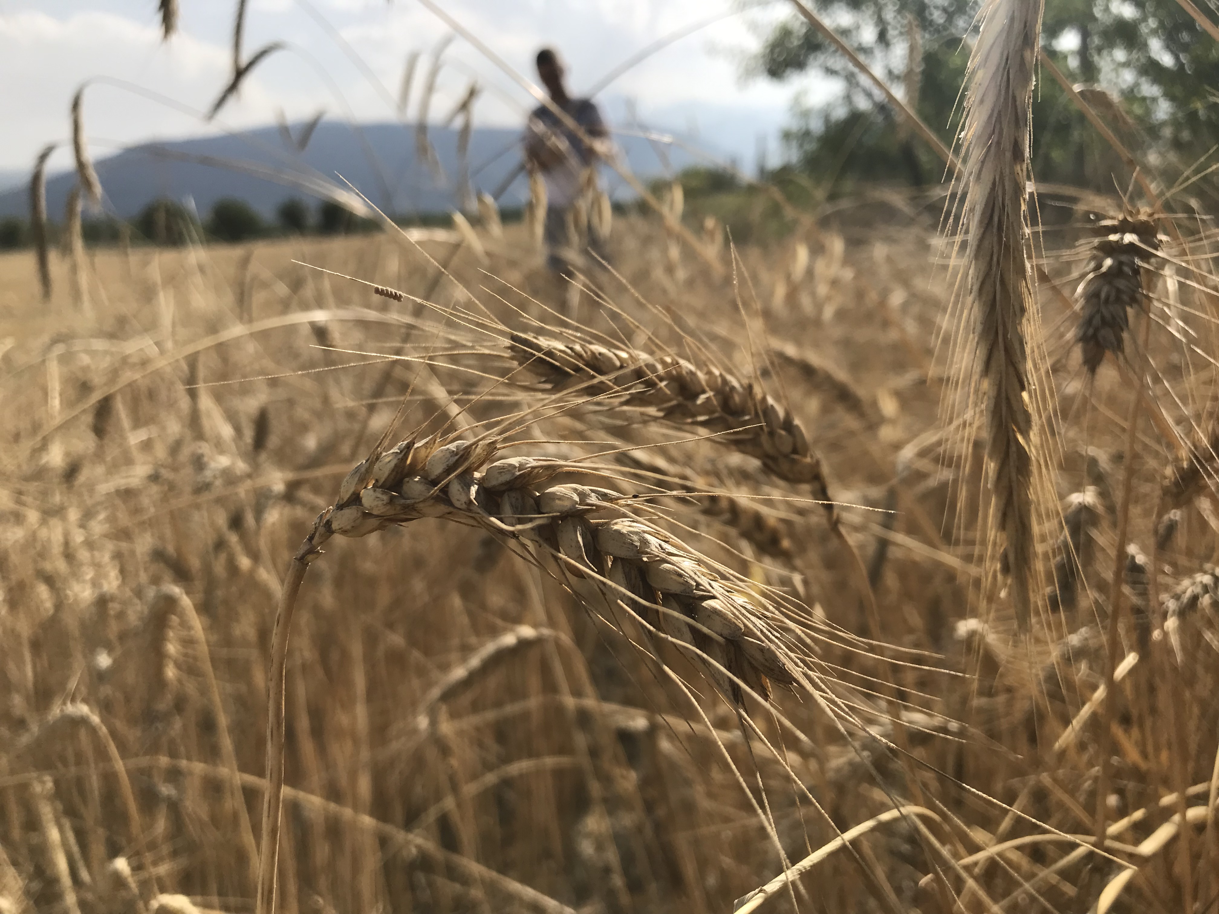 Buğday üretimi yüzde 4,5 düşecek