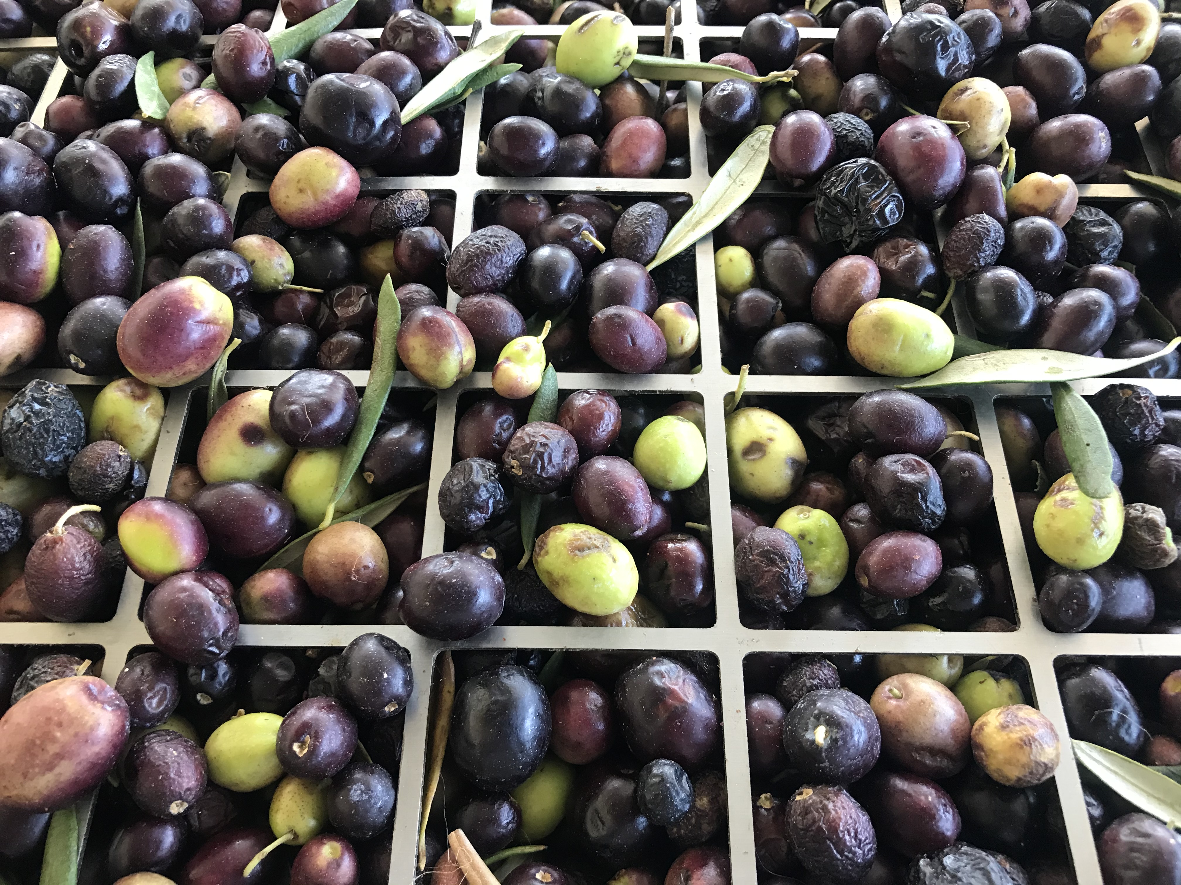 İzmir'in İspanya ve İtalya ortaklığındaki zeytin projesi AB hibesine hak kazandı