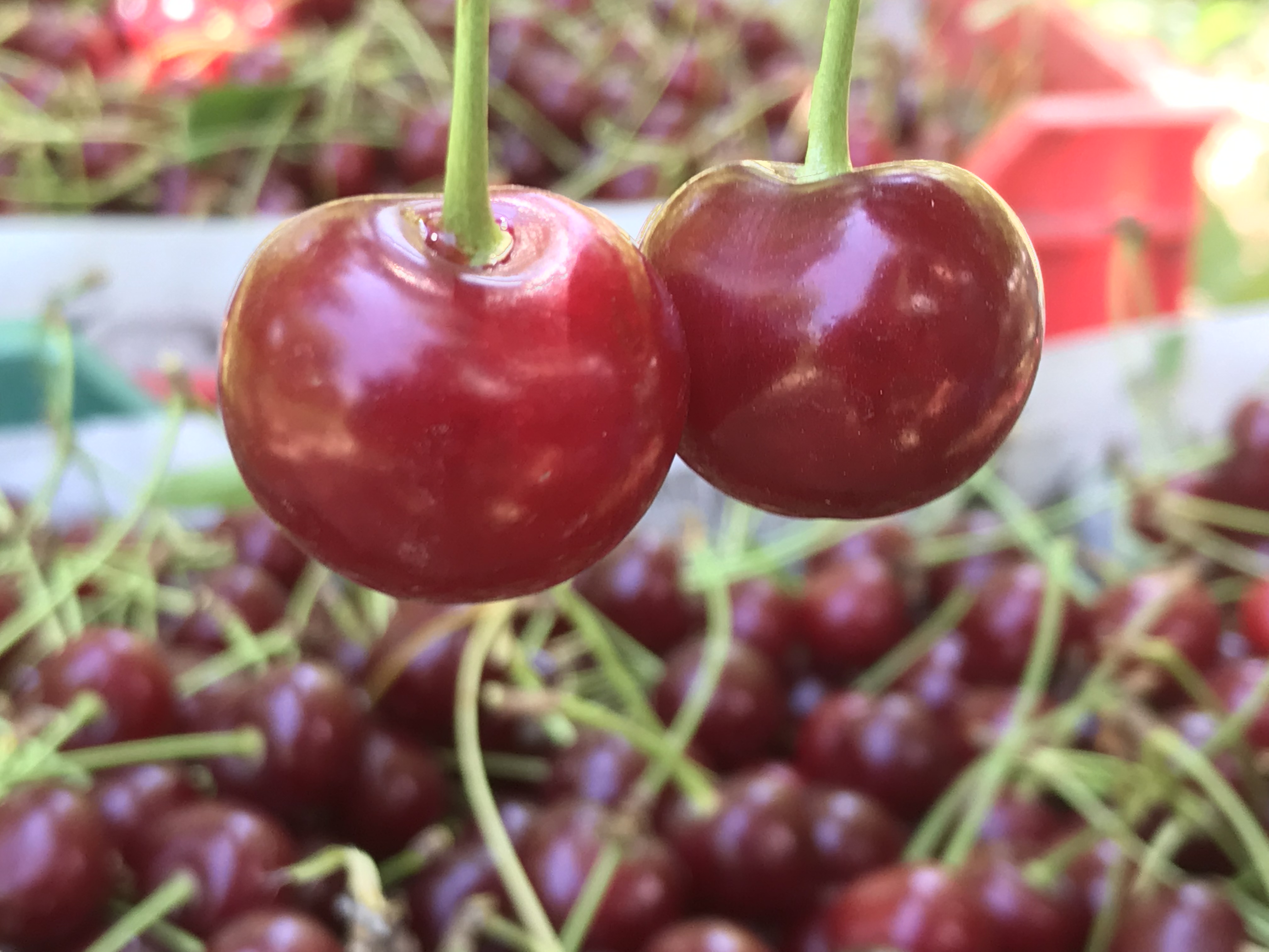 Sağlığın gizli kahramanı "Küçük kırmızı ikizler"i hayatınızda eksik etmeyin