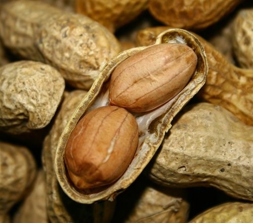 "Bingöl Balı" ve "Osmaniye Yer Fıstığı" AB'de tescillendi