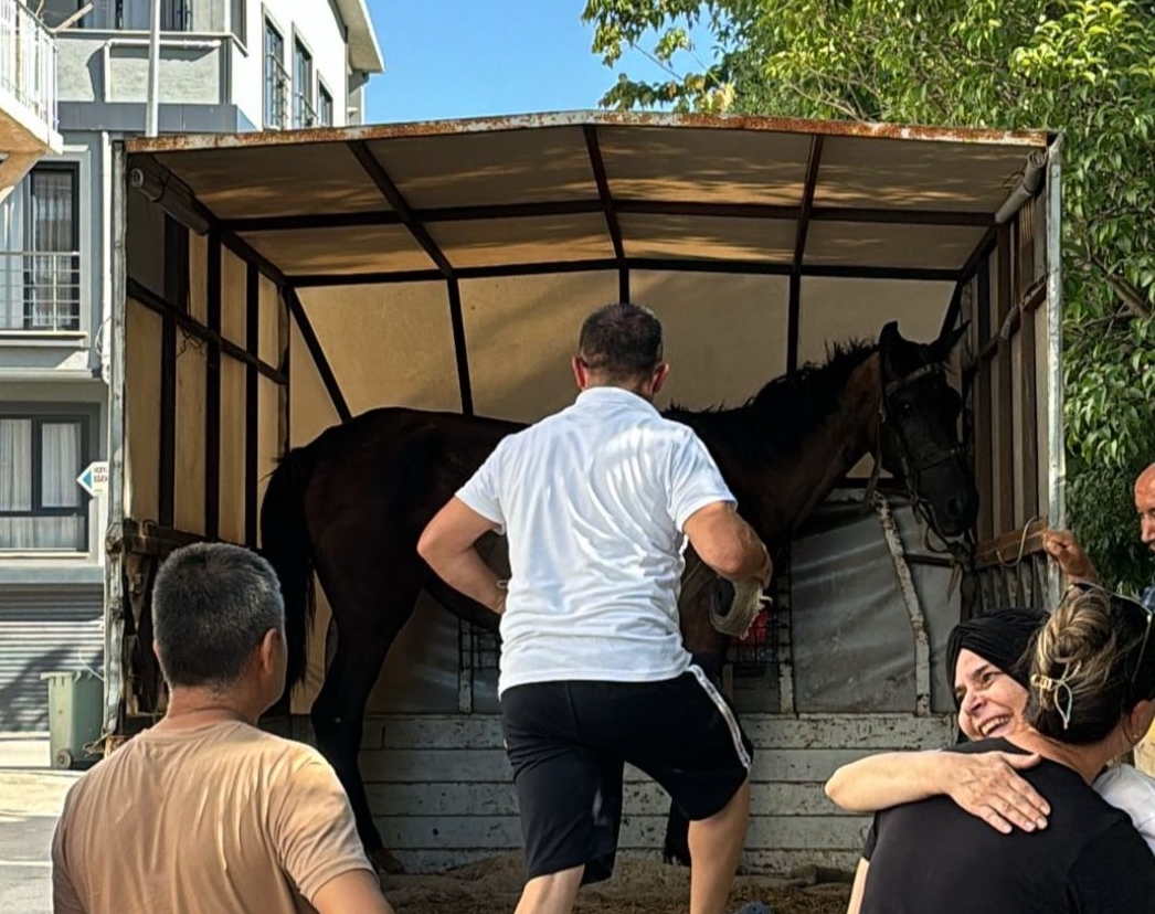 Bursa'da yaralı halde arabaya koşulan at hayvan bakım evine alındı