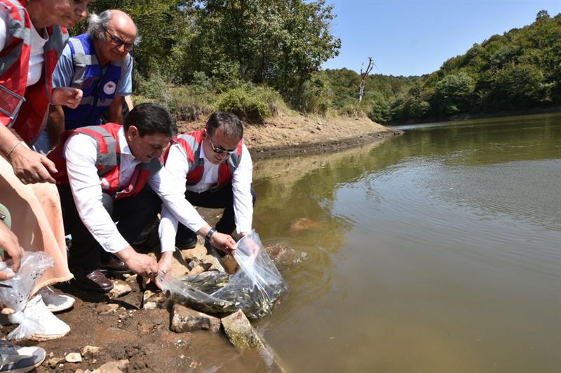 İstanbul göl ve göletlerine 1,7 milyon sazan yavrusu bırakıldı