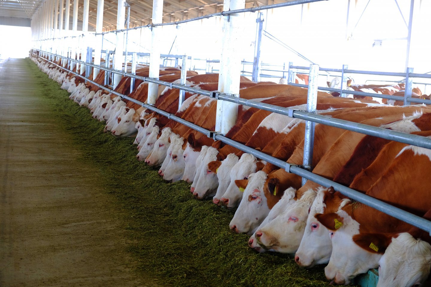 Çiftçilere 1,5 milyar liralık destek ödemesi