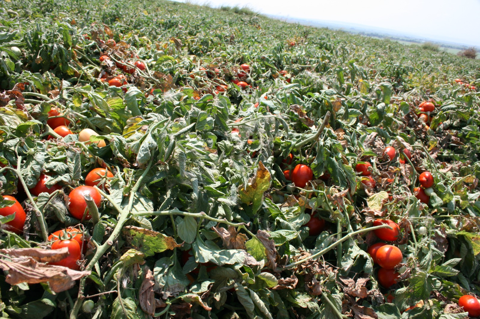 Domatesin tonu tarlada 1800 lira; salça atığı posası 420 lira üzerinde