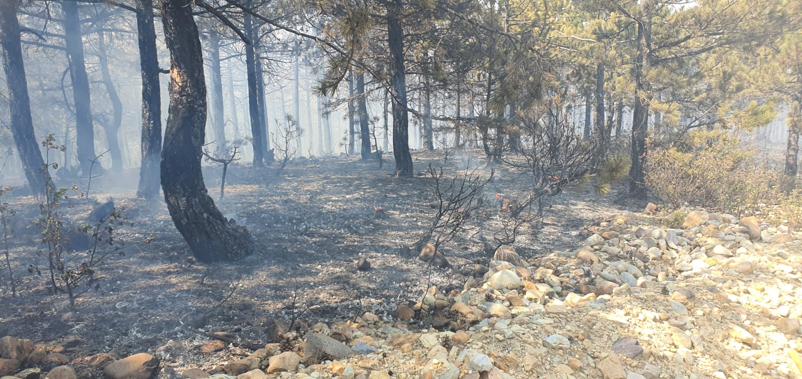 Afyonkarahisar'daki orman yangınına müdahale sürüyor