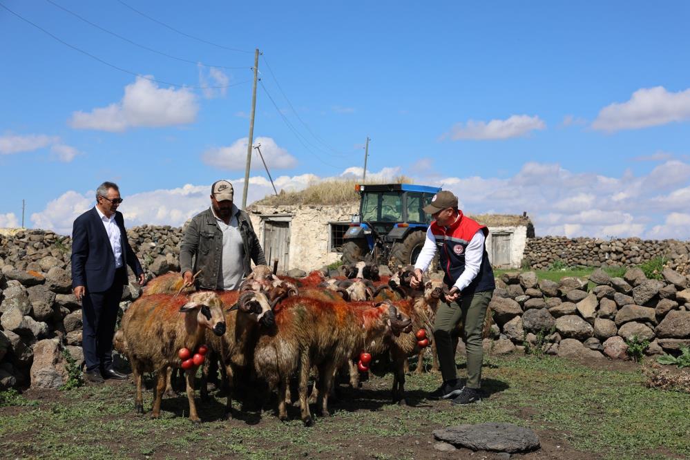 Kars'ta koç katımında renkli görüntüler