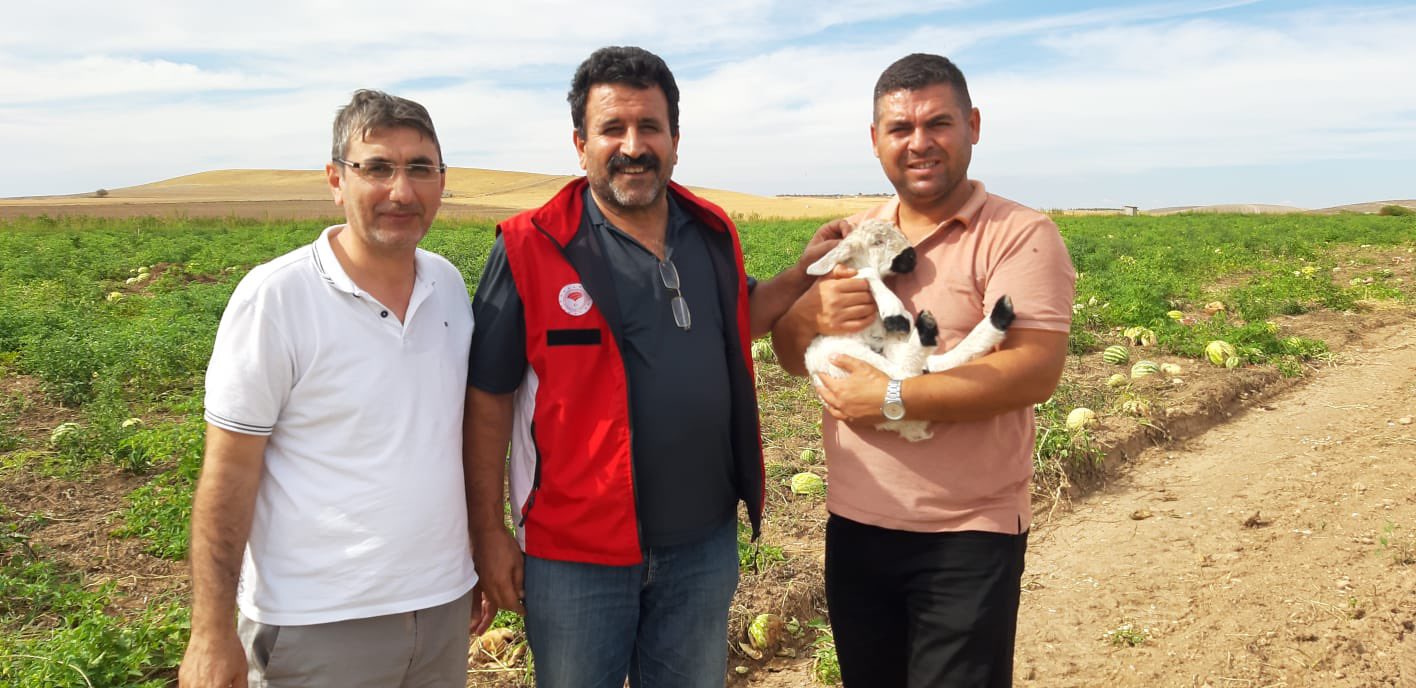 Annesinden ayrılan yeni doğmuş kuzu sahibine teslim edildi