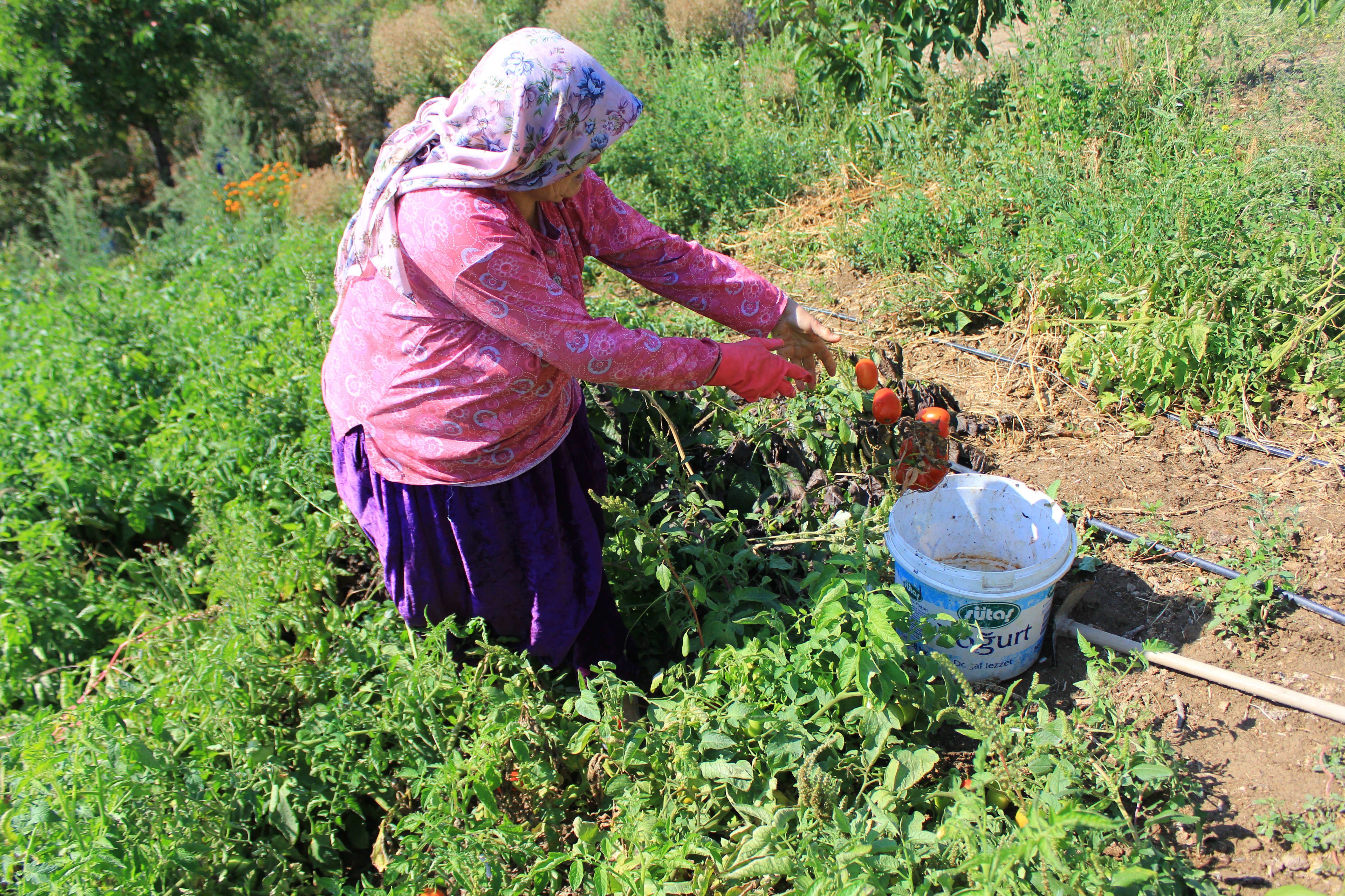 Tarlada başlayan fiyat düşüklüğü gıda enflasyonunu eksi yaptı