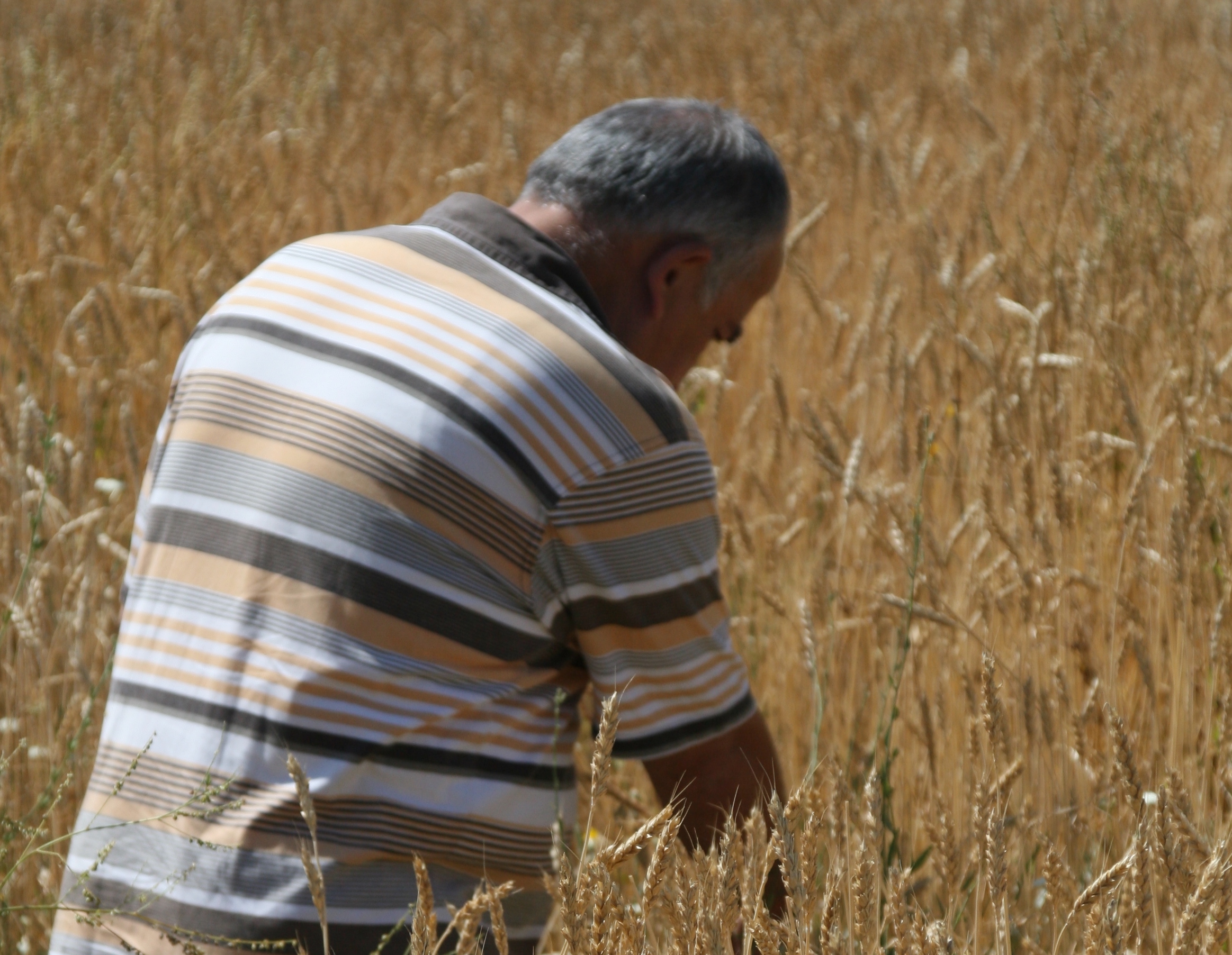 Makarnalık buğdayda fiyatlar bir haftada yüzde 16 yükseldi