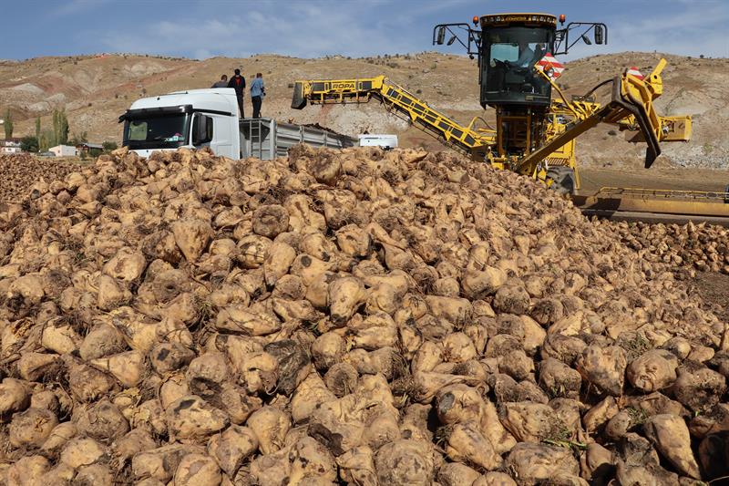 Şeker pancarında fiyatlar ton başına 2375 lira olarak açıklandı