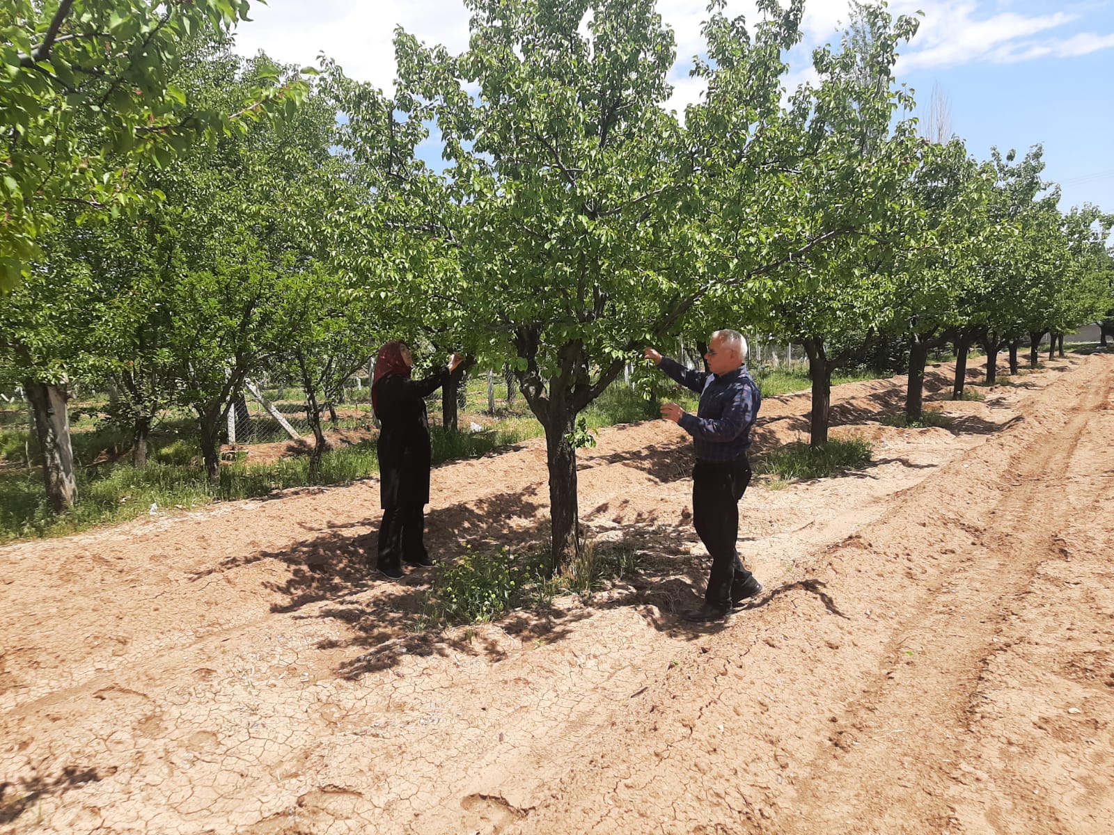 Avrupalı çiftçiler de ürününü maliyetinin altında satıyor