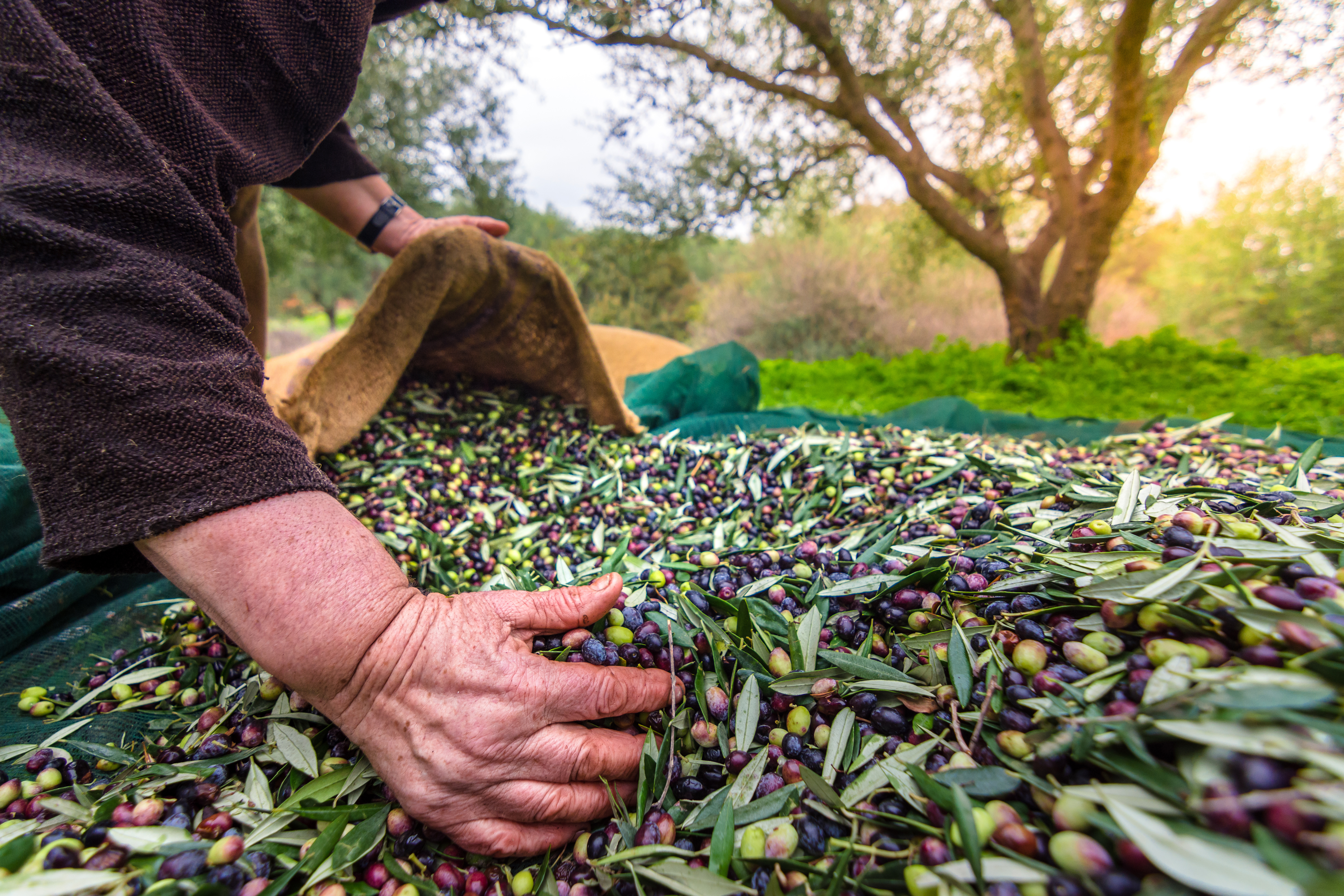 Zeytin üreticisinin mutsuzluğunda Ayvalık festival düzenliyor