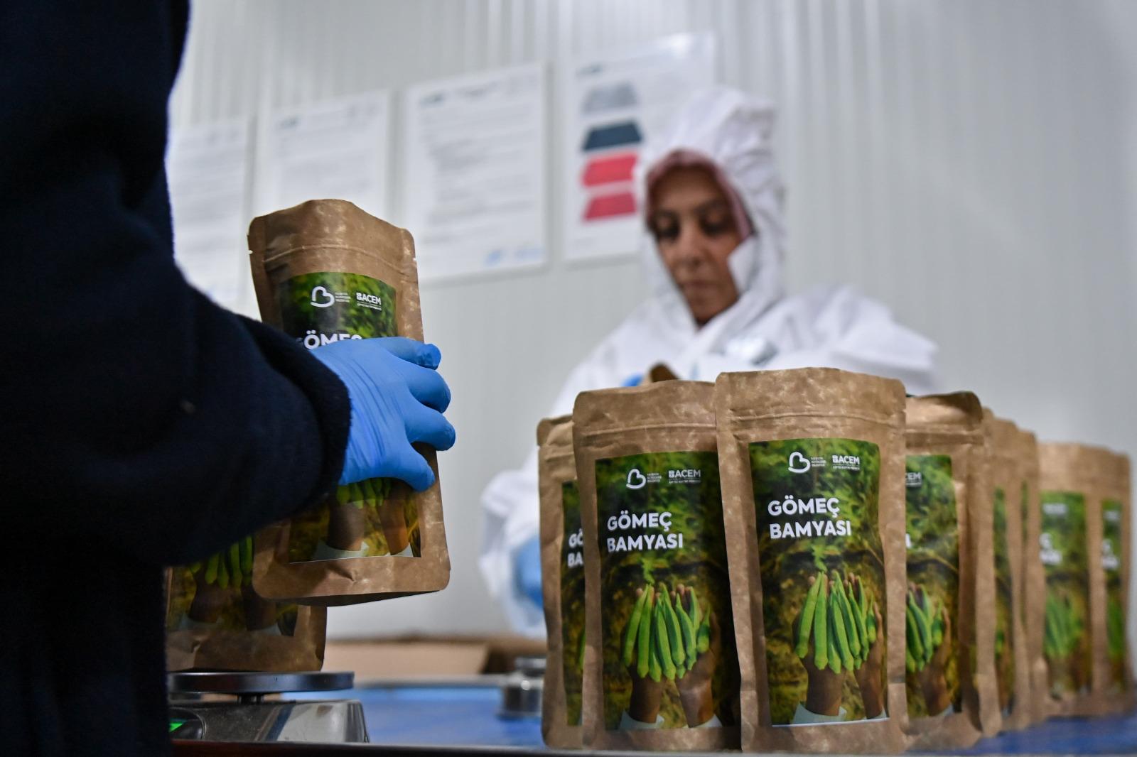 Tarlada kalan bamyayı cips yapıp 41 dolara ihraç ettiler