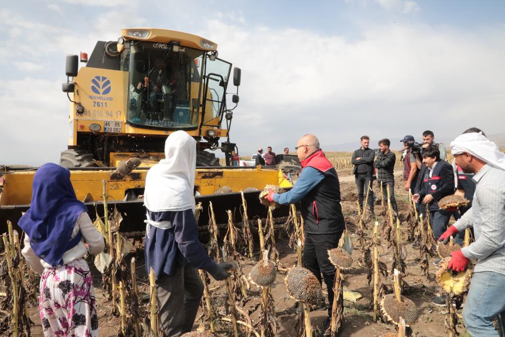 Ağrı'da 10 bin ton verim beklenen ayçiçeğinde hasat başladı