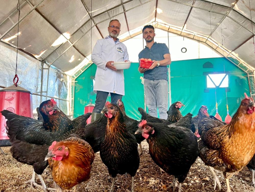 Bu tavuklar hem geziyor hem bol yumurtluyor