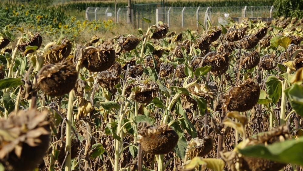 Kuraklık Trakya'da ayçiçeğini olumsuz etkiledi