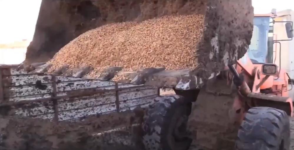 Şanlıurfa'da tüketimi riskli 79 ton ceviz içi imha edildi