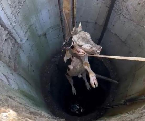 20 metrelik su kuyusuna düşen ineği itfaiye kurtardı