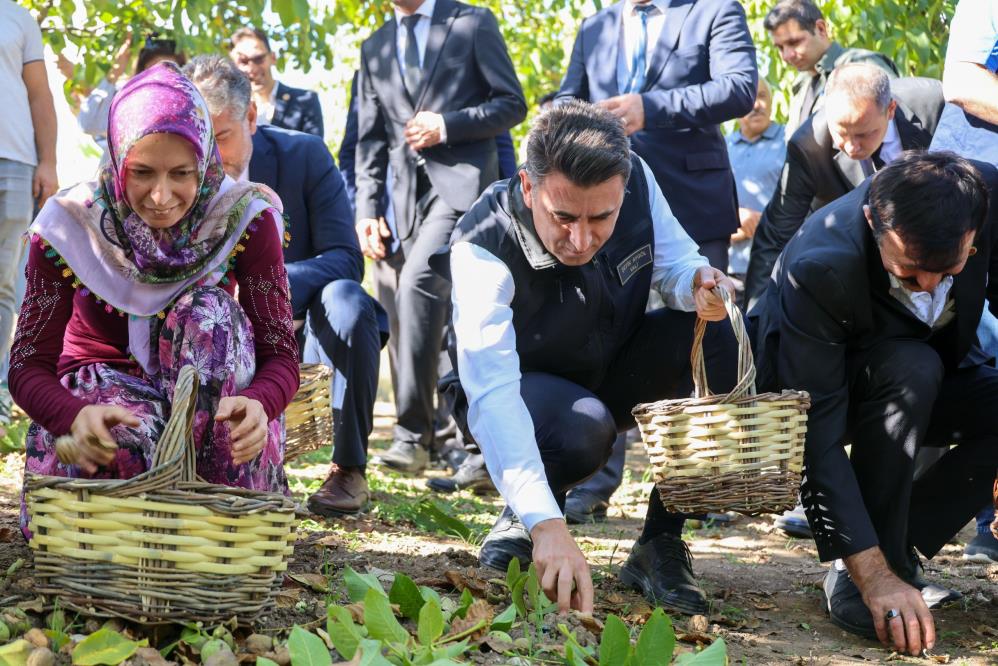 Bilecik ceviz üretiminde hızlı yükseldi