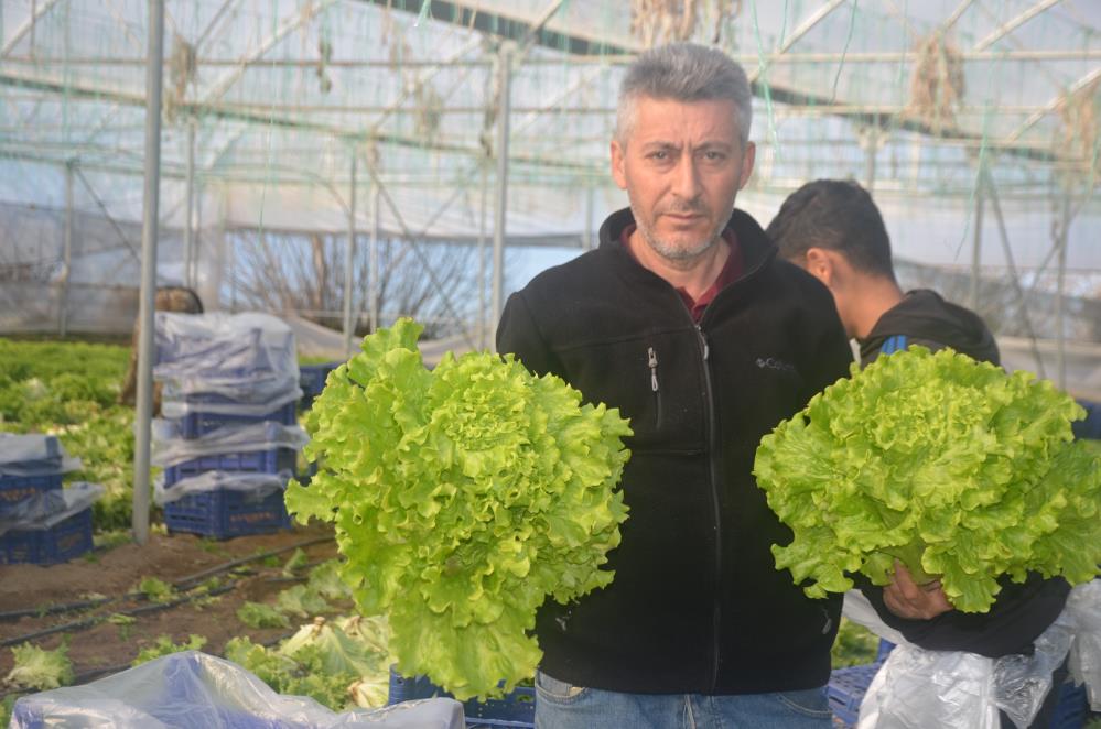 Bilecik'te çiftçilere 1 milyon 126 bin marul fidesi verilecek