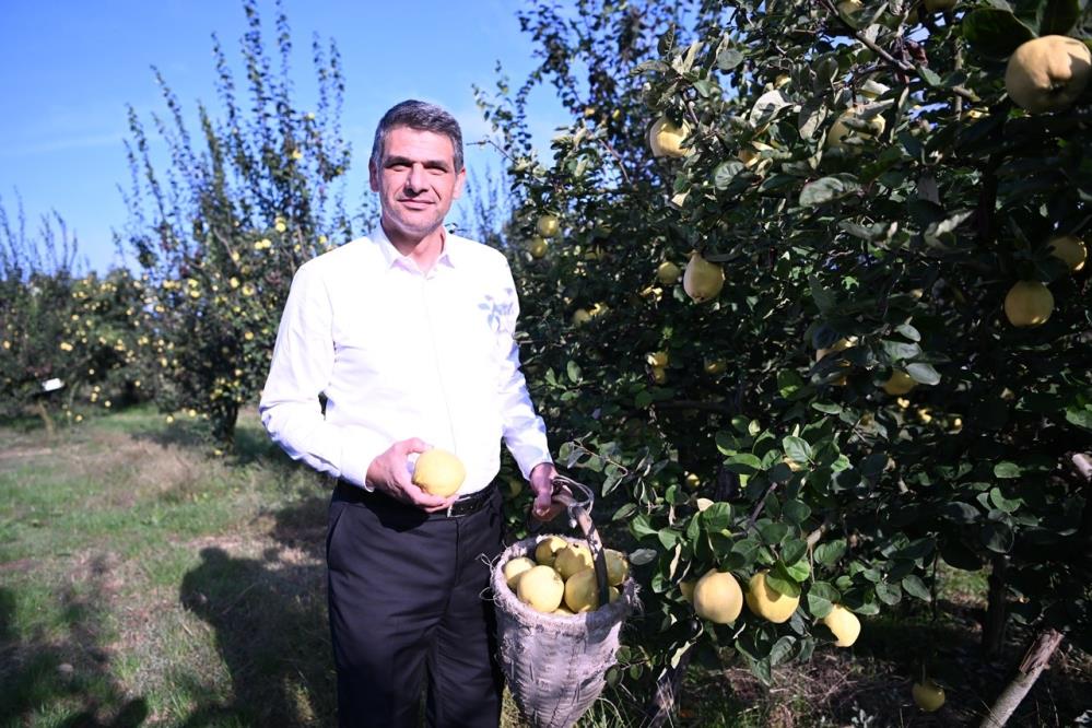 Eşme Ayva Festivali, 20 Ekim Pazar günü yapılacak