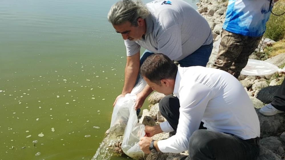 Yağmursuyu Göleti'ne 10 bin sazan balığı yavrusu bırakıldı