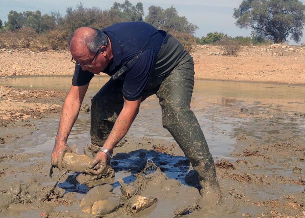 Kuruyan göletteki sazanları başka gölete taşıdılar