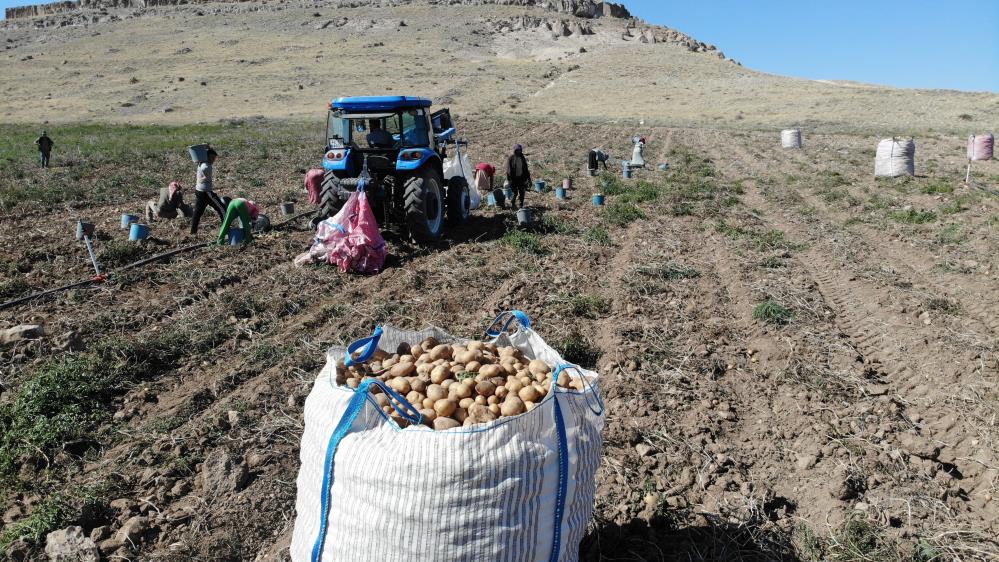 Aksaray'da patates fiyatı tarladan pazara kadar 5'e katlıyor
