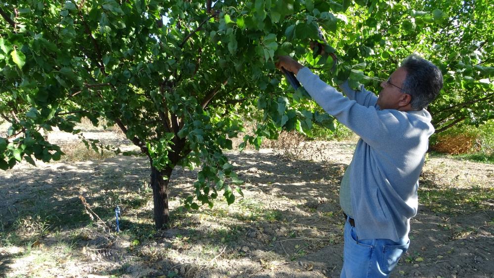 Ziraat Fakültesi dekanından meyve ağaçlarını budama uyarısı