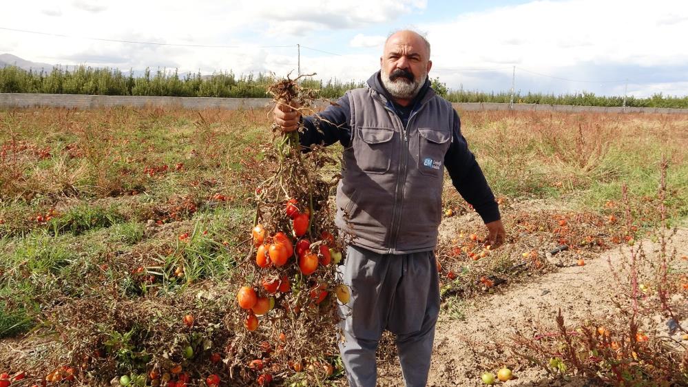 Erken gelen soğukla 400 ton sebzesi tarlada dondu