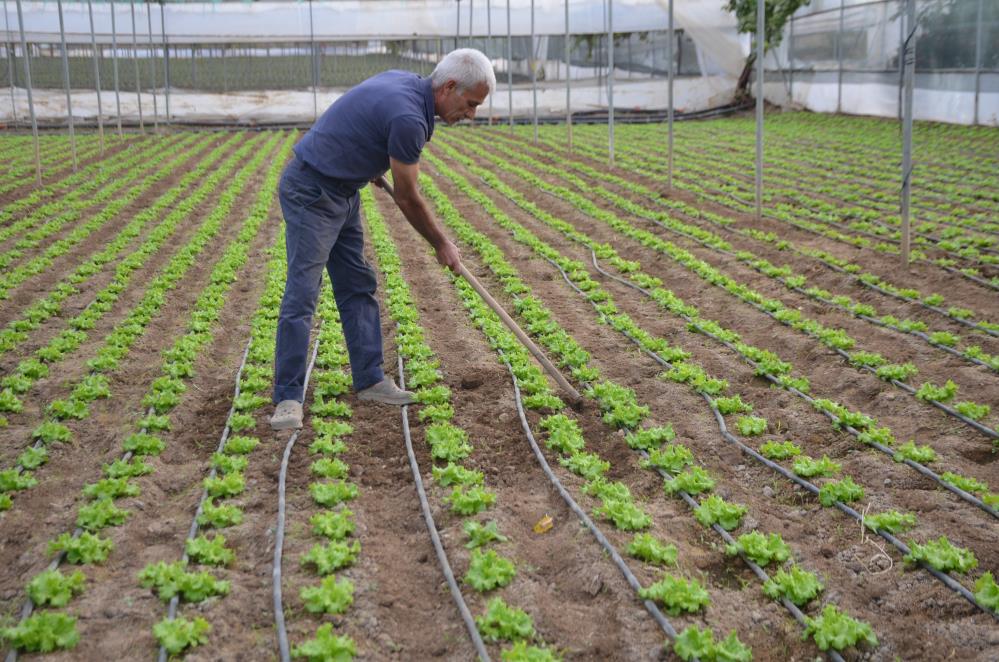 Sakarya Vadisi'nde 60 milyon kök marul fidesi dikildi
