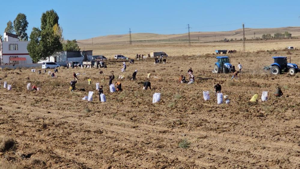 Bitlis'te 60 dönüm patatesini ücretsiz dağıttı