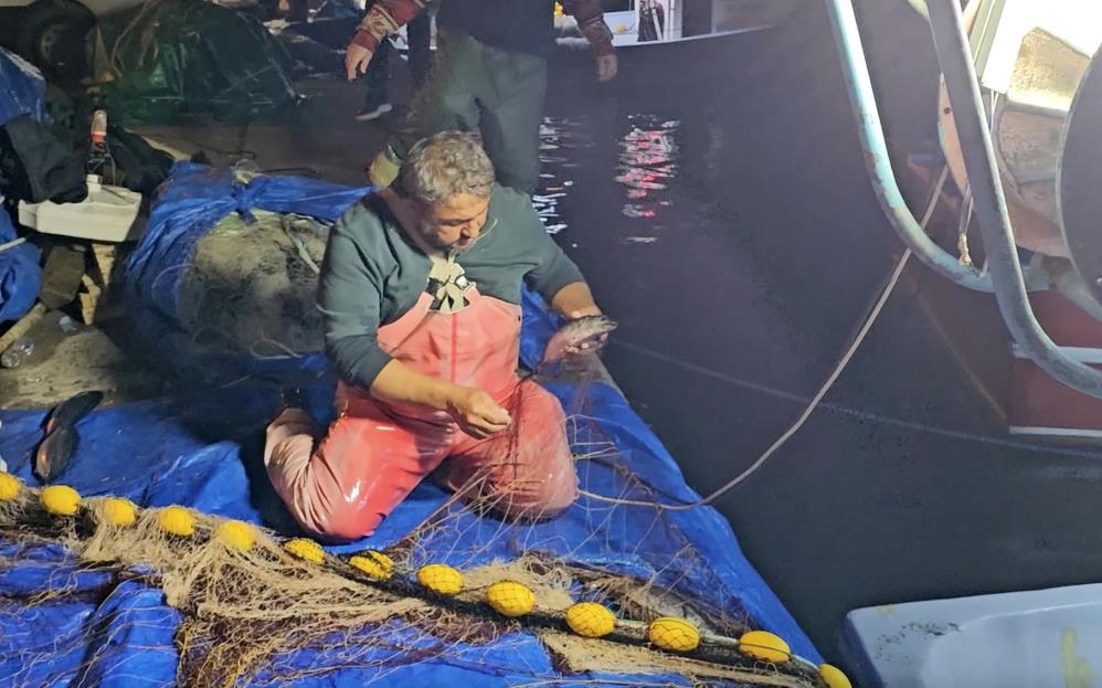 Karadeniz'de palamut bolluğu fiyatları düşürdü