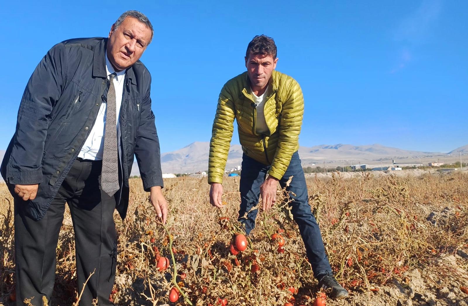 CHP'li Gürer: "Tarlada kalan domates boz toprağı kırmızıya çaldı"