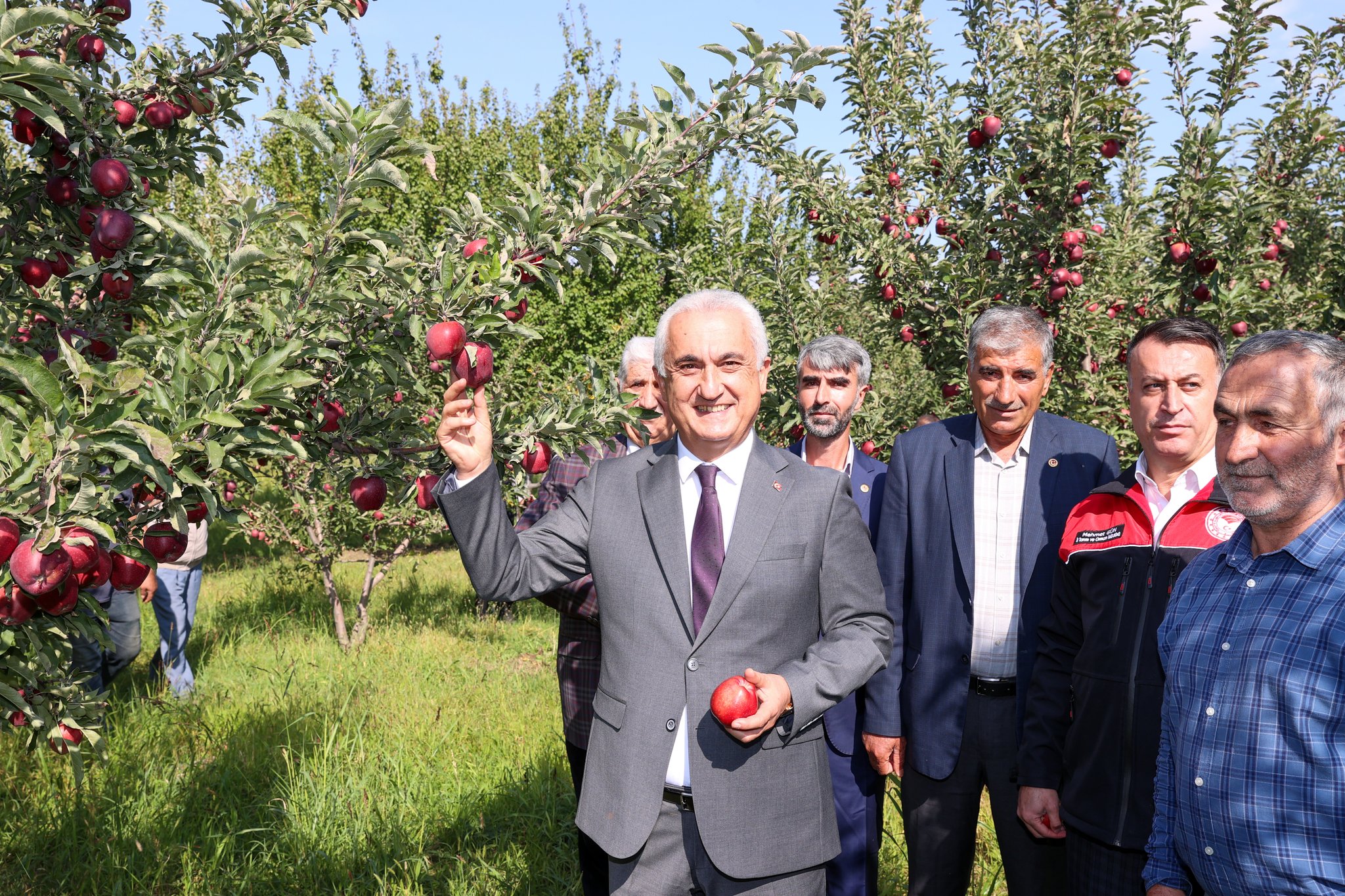 Muş'ta 1650 ton rekolte beklenen elmada hasat başladı