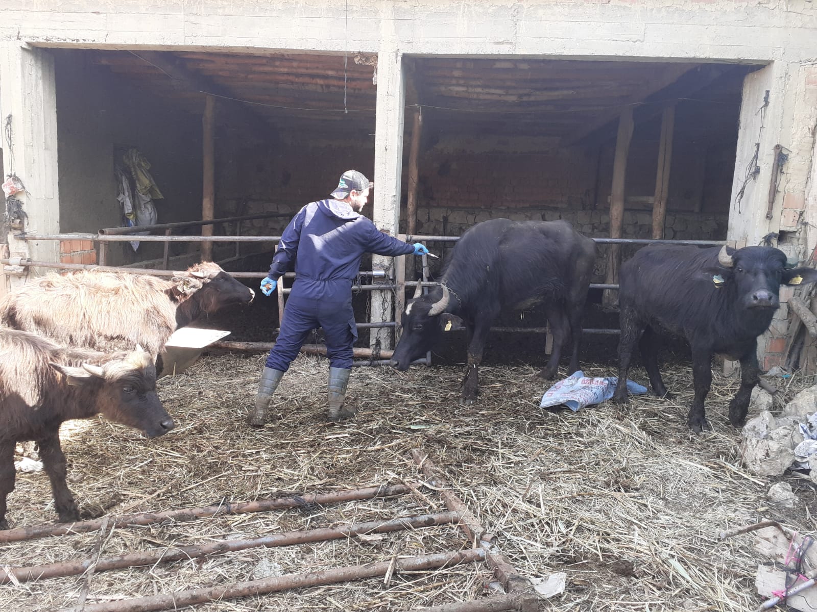 Çay'da 2284 büyükbaş hayvan aşılandı