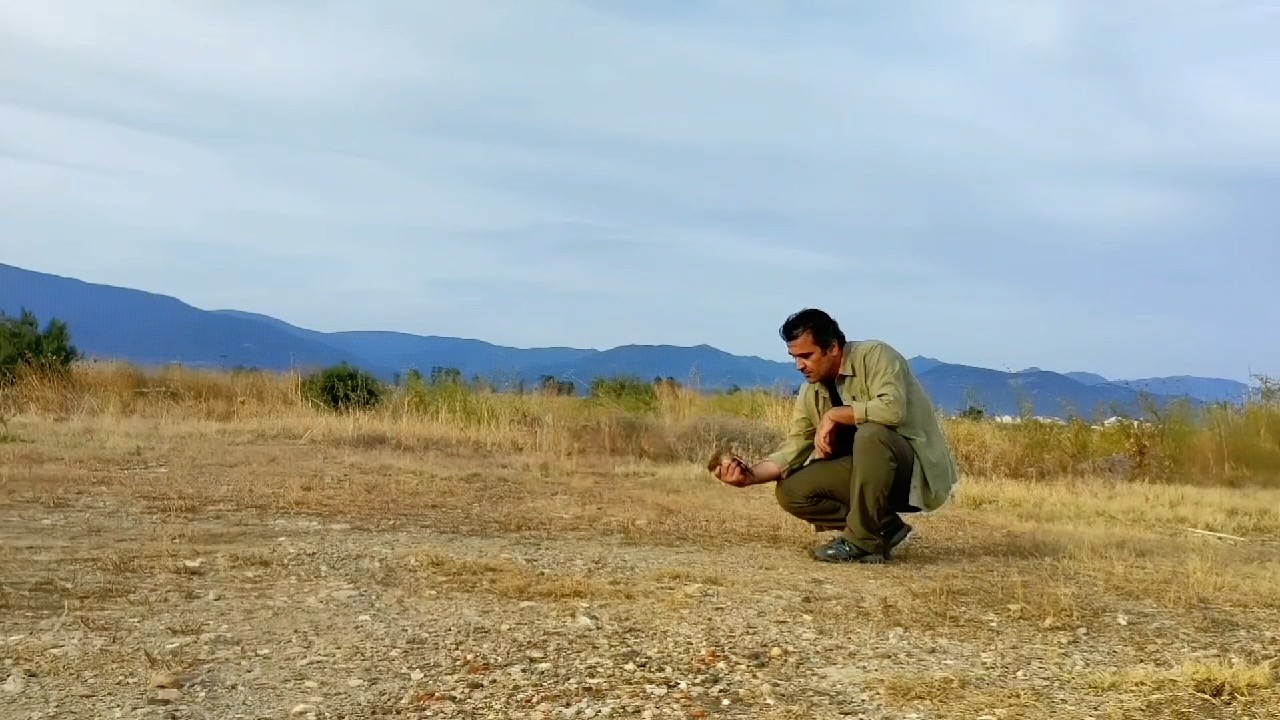 Yolunu şaşıran yaralı "bıldırcın kılavuzu kuşu" tedavi edildi