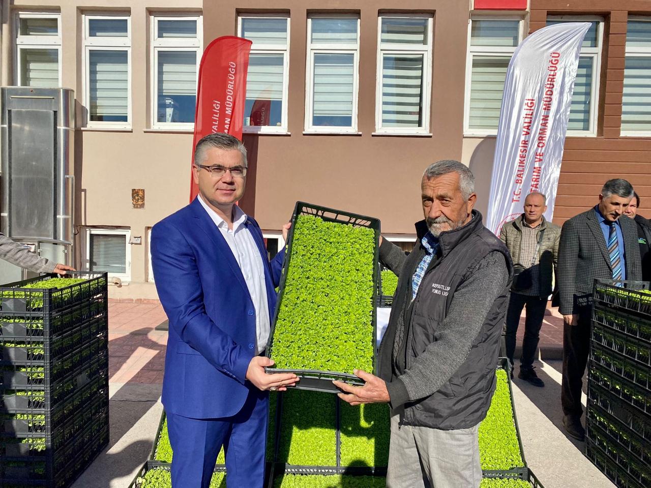 Balıkesir'de çiftçilere 170 bin marul fidesi dağıtıldı