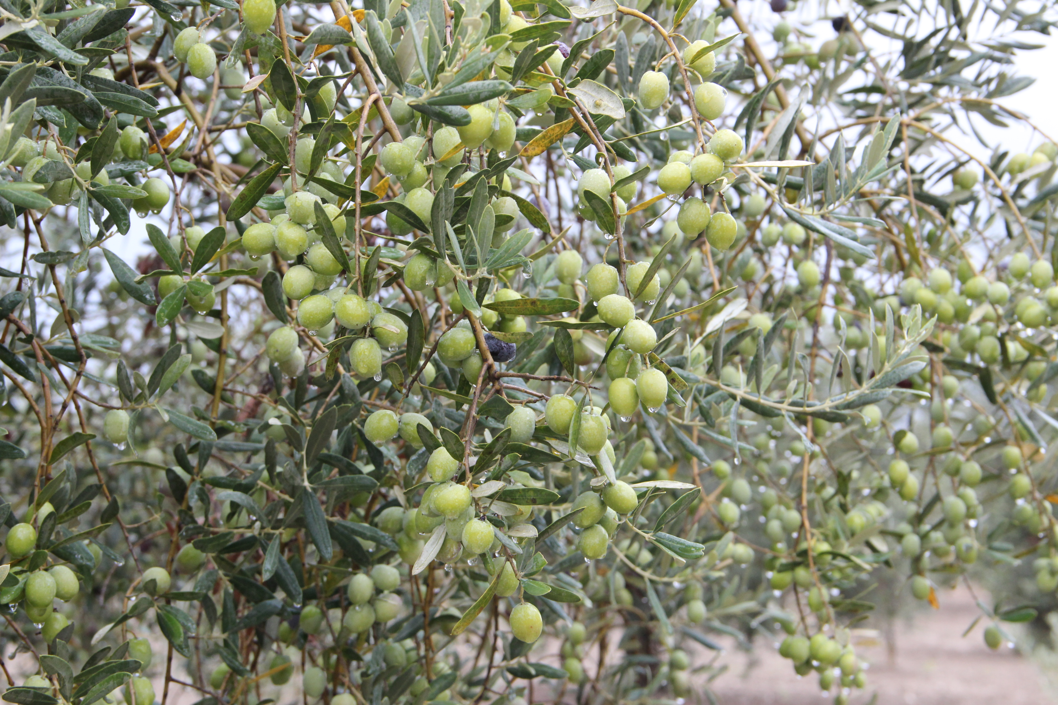 Bugün Dünya Zeytin Ağacı Günü