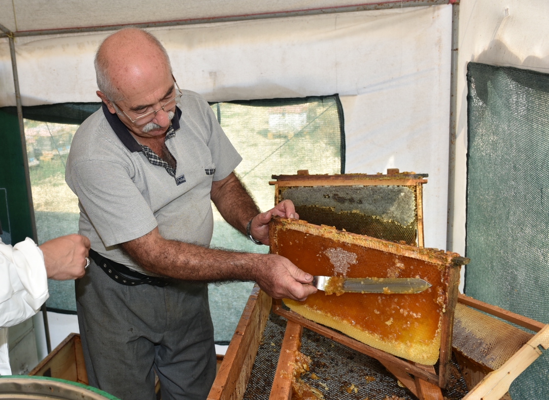 Türkiye, kovan varlığı ve bal üretiminde dünyada ilk 3'te