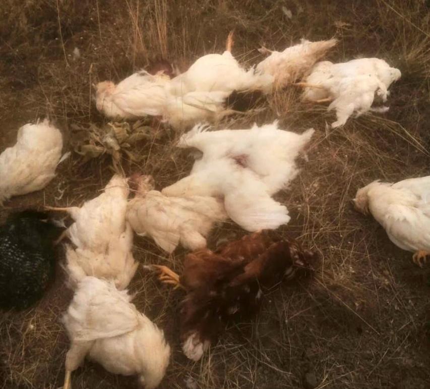 Kuş gribi Konya'dan Eskişehir'e sıçradı