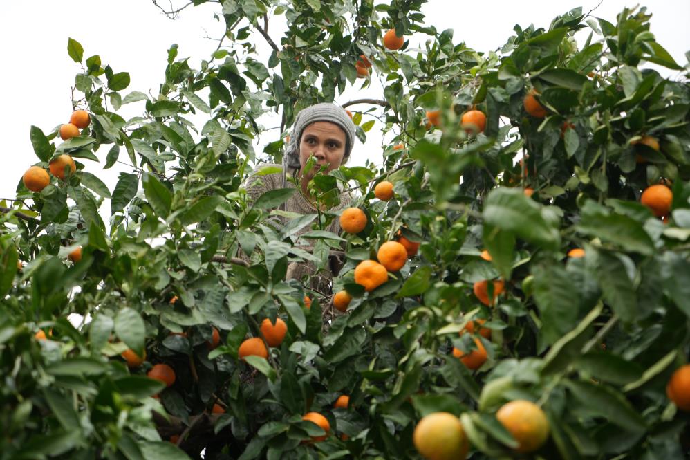 Kazdağları ve Madra Dağı'yla çevrelenen ovanın lezzeti: Satsuma mandalinası