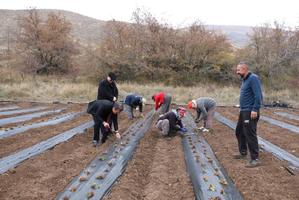 Erzincan'da çilek yetiştiriciliği gelişiyor